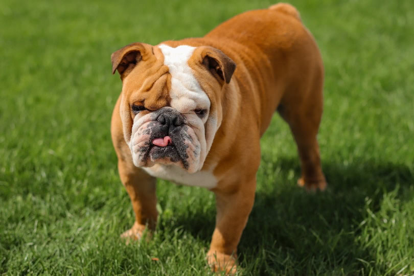 male bulldog standing on grass