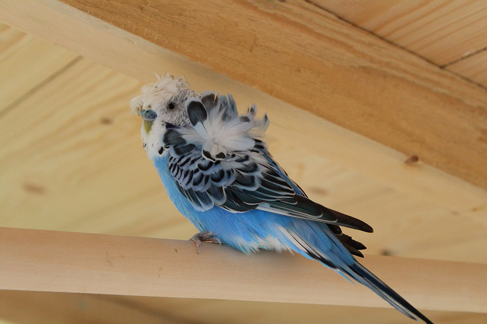 male Cobalt blue helicopter budgie