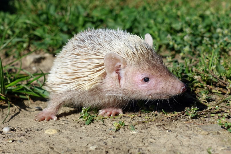 Lesser hedgehog tenrec (Echinops telfairi); adult male