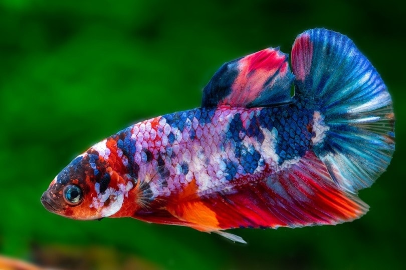 male koi betta fish