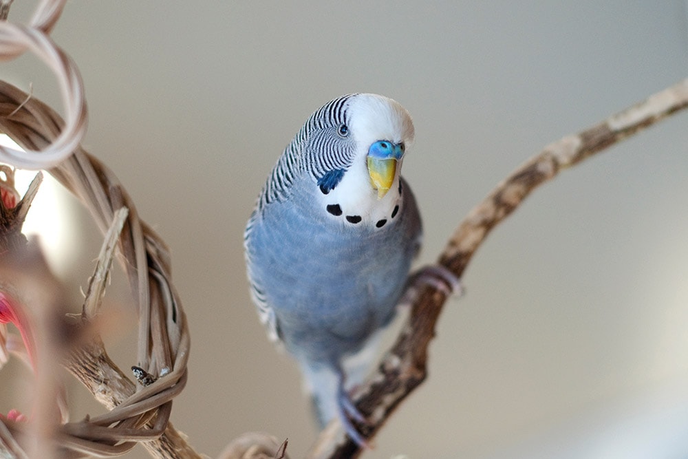 male mauve budgie perched