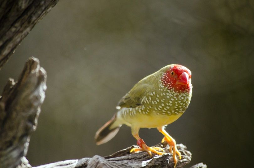 male star finch_Susan Flashman_shutterstock
