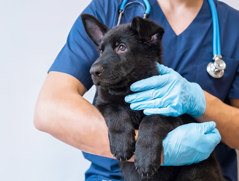 male veterinarian doctor holding a black puppy