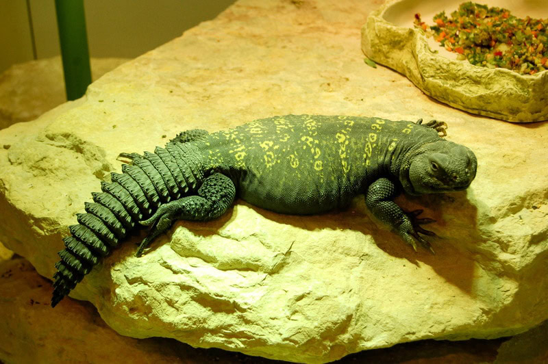 mali uromastyx