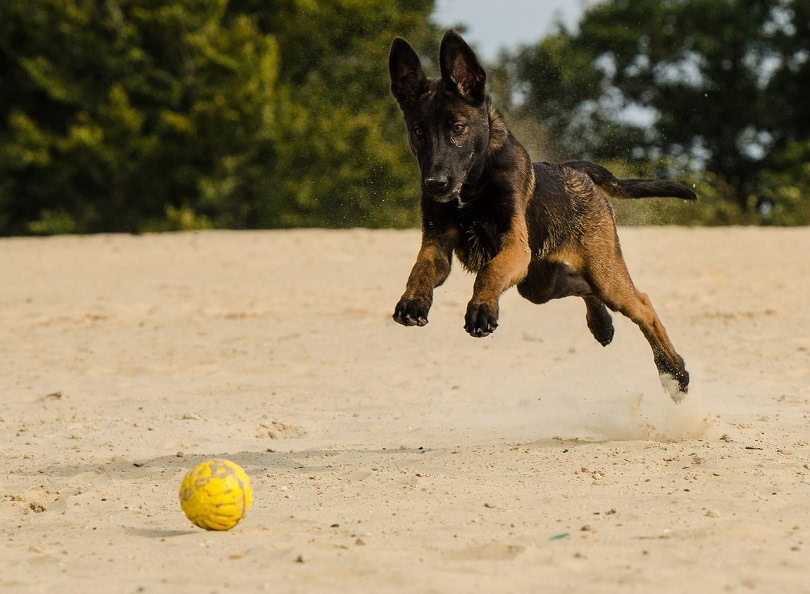 malinois-pixabay