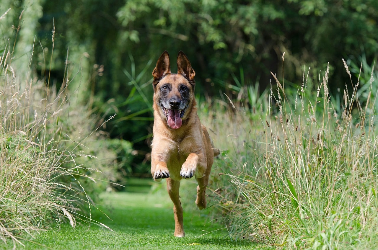 malinois