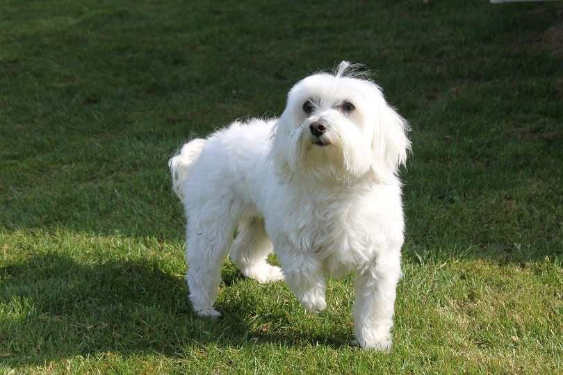 maltese dog
