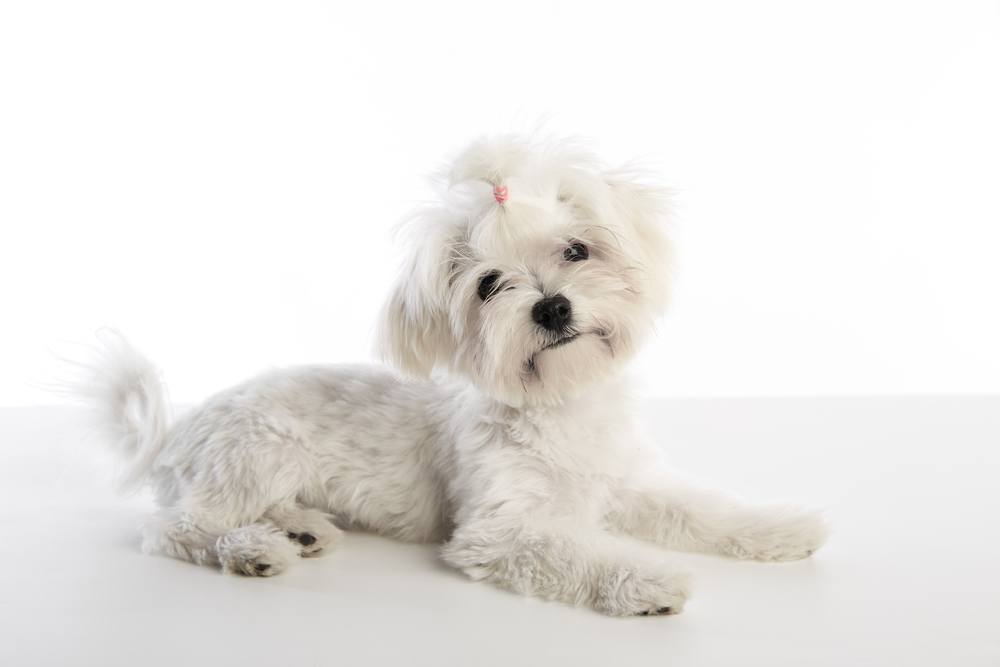 maltichon- bichon frise maltese