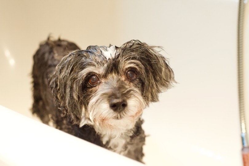 maltipoo dog taking a shower