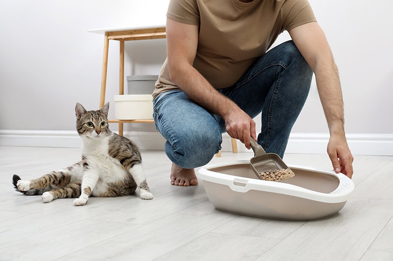 man cleaning cat litter
