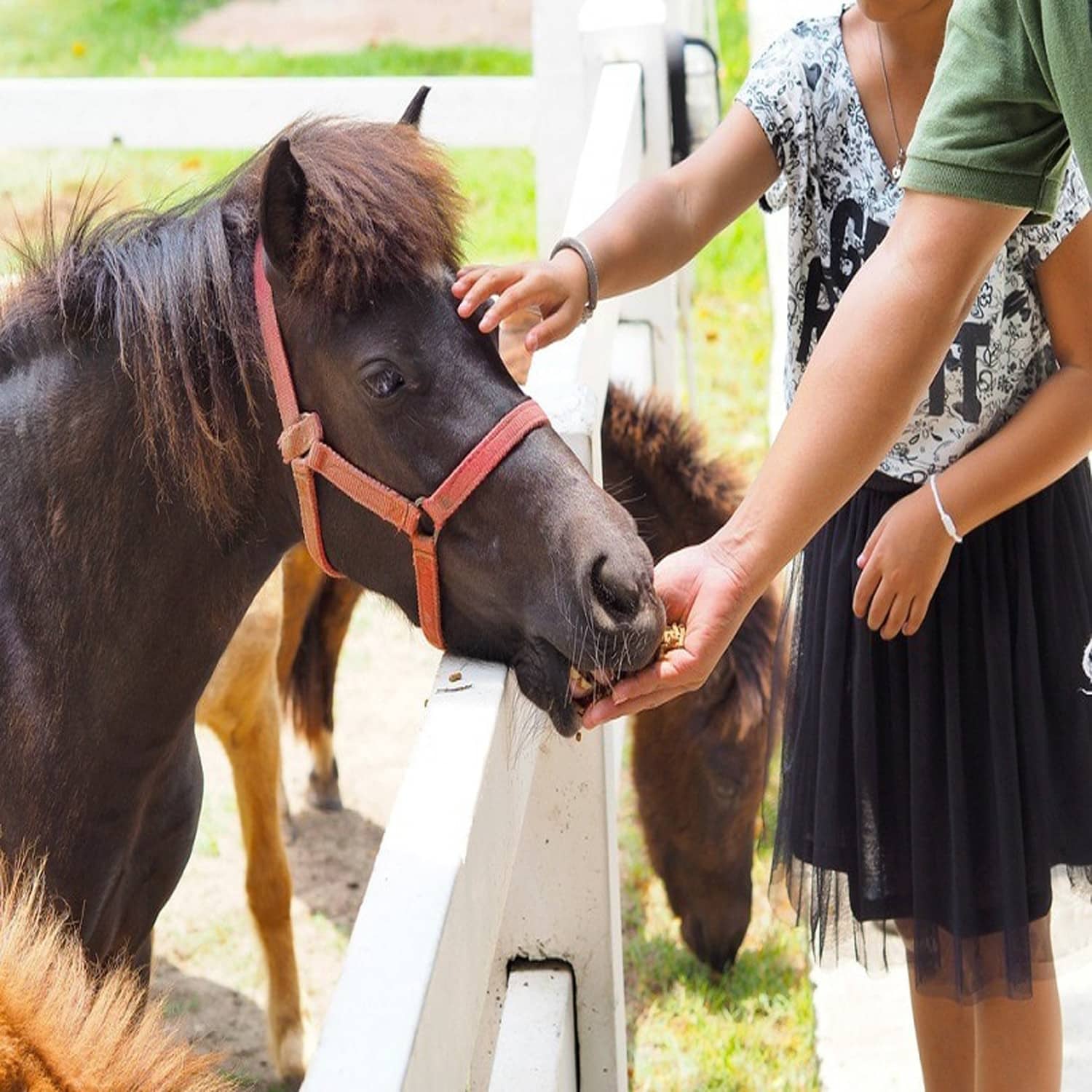 man-feeding-horse-treat_