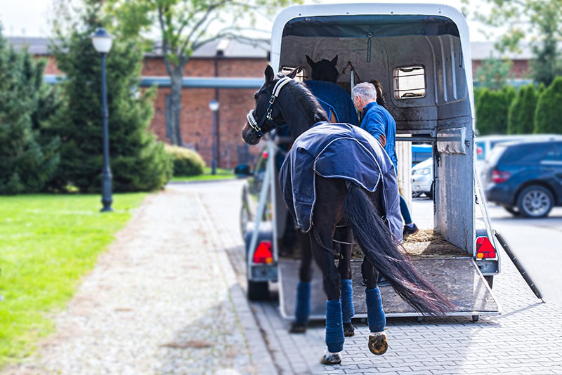 man guiding horse to the trailer for travel
