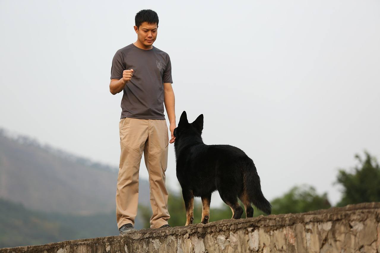 man training a dog