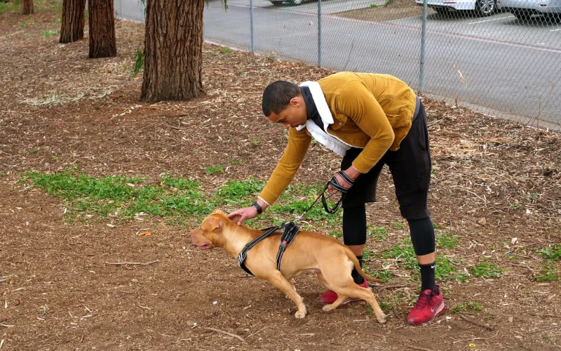 man with brown pitbull