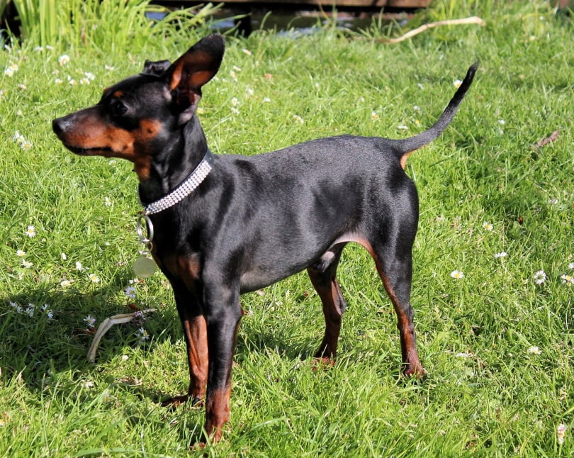 miniature pinscher_Dorena Beckendorf_Pixabay