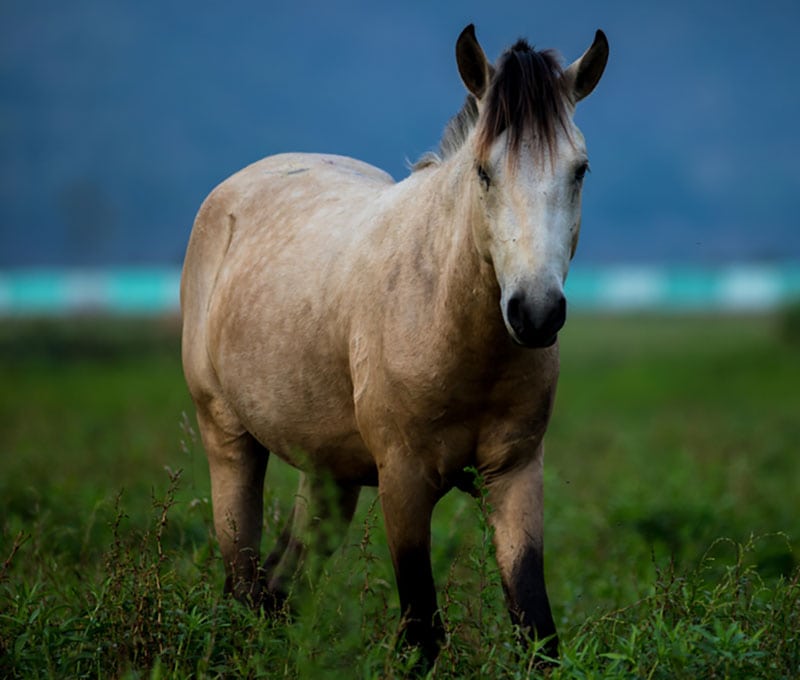 manipuri pony standing in the field