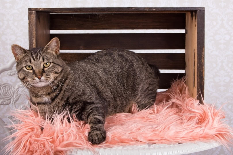 manx cat lying in fluffy carpet