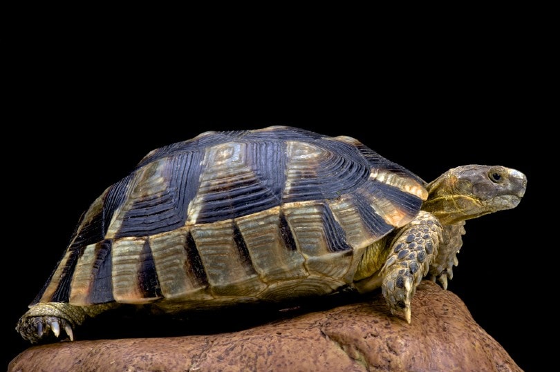 marginated tortoise