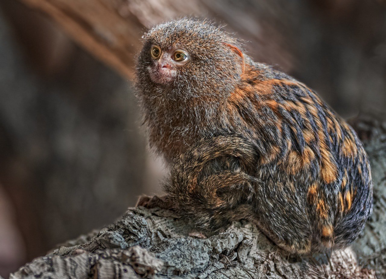 marmoset