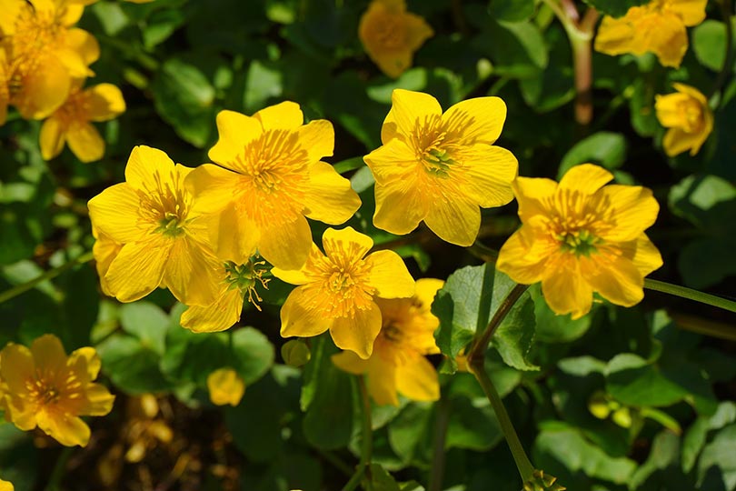 marsh marigold flowers