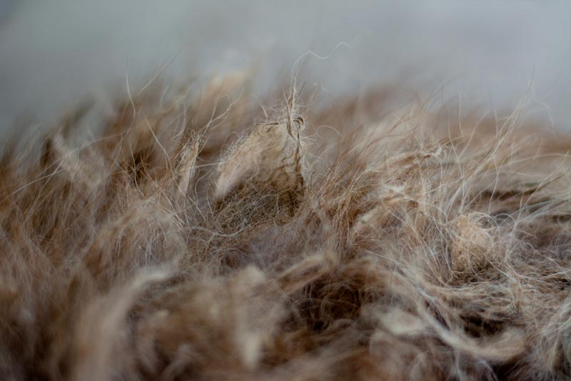 matted cat fur