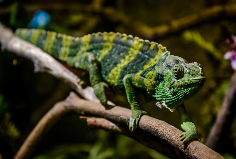 meller's chameleon