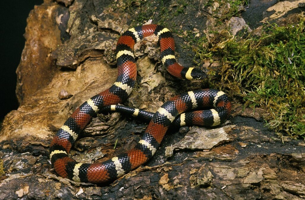 Mexican Milk snake