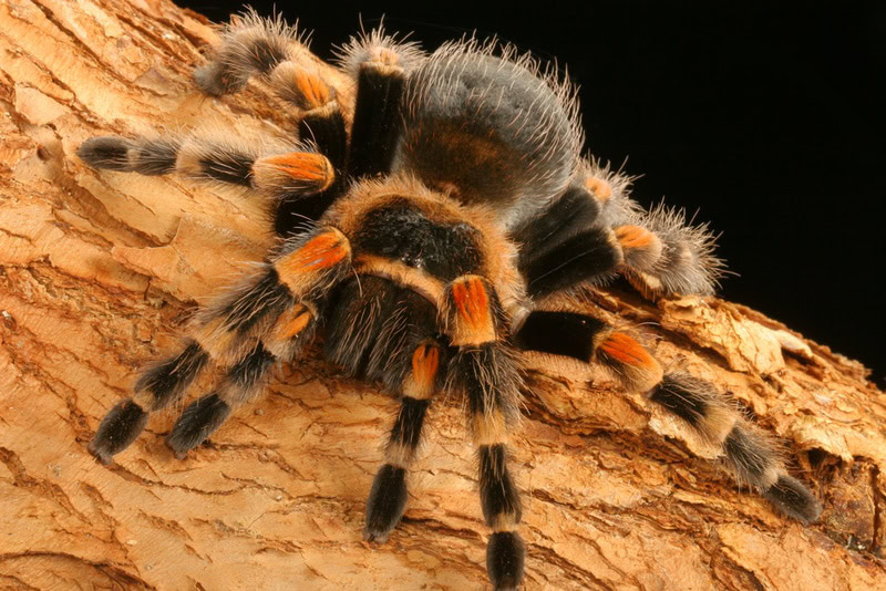 mexican redknee tarantula in the wood