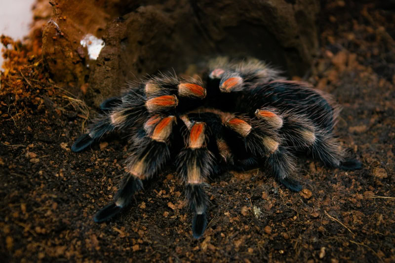 mexican redknee tarantula