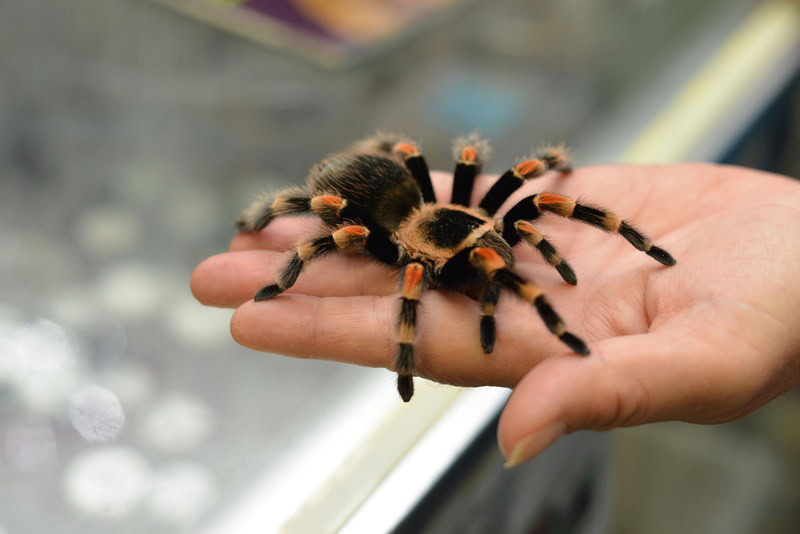mexican redleg tarantula in mans hand