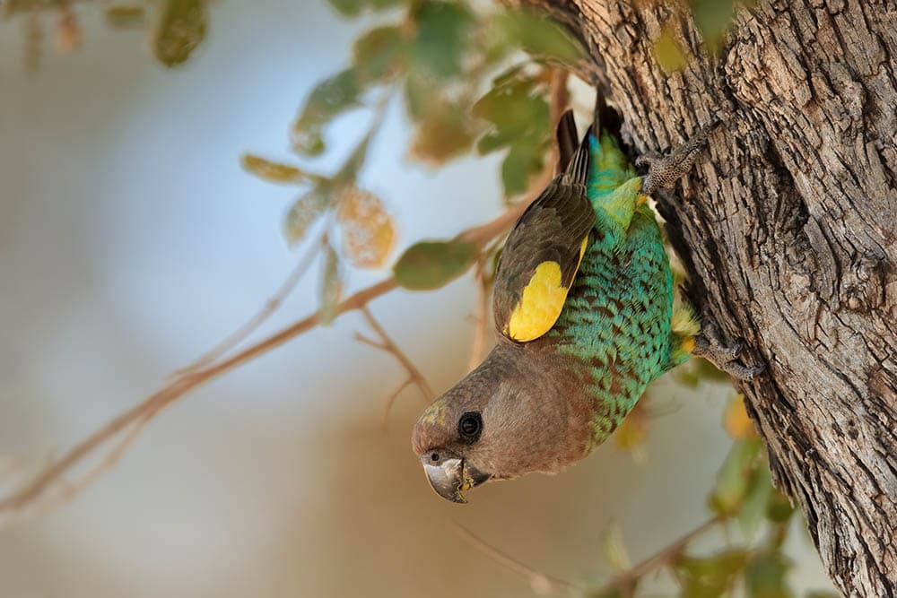 Meyer's Parrot upside down