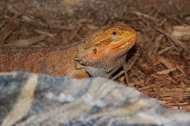 micro bearded dragon_shutterstock_tome213