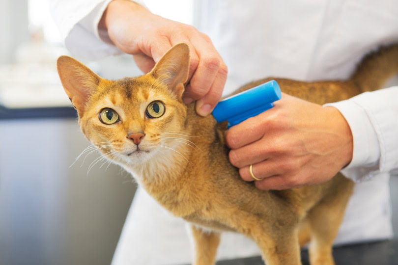microchipping pet II__Ivonne Wierink_Shutterstock