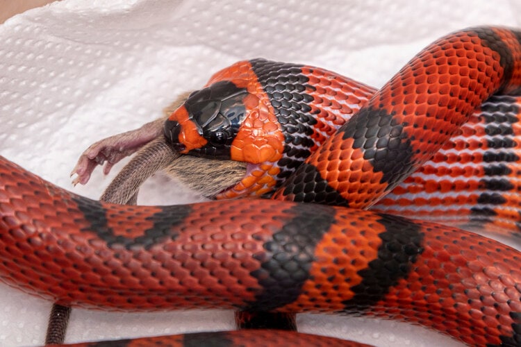 milk-snake-eating