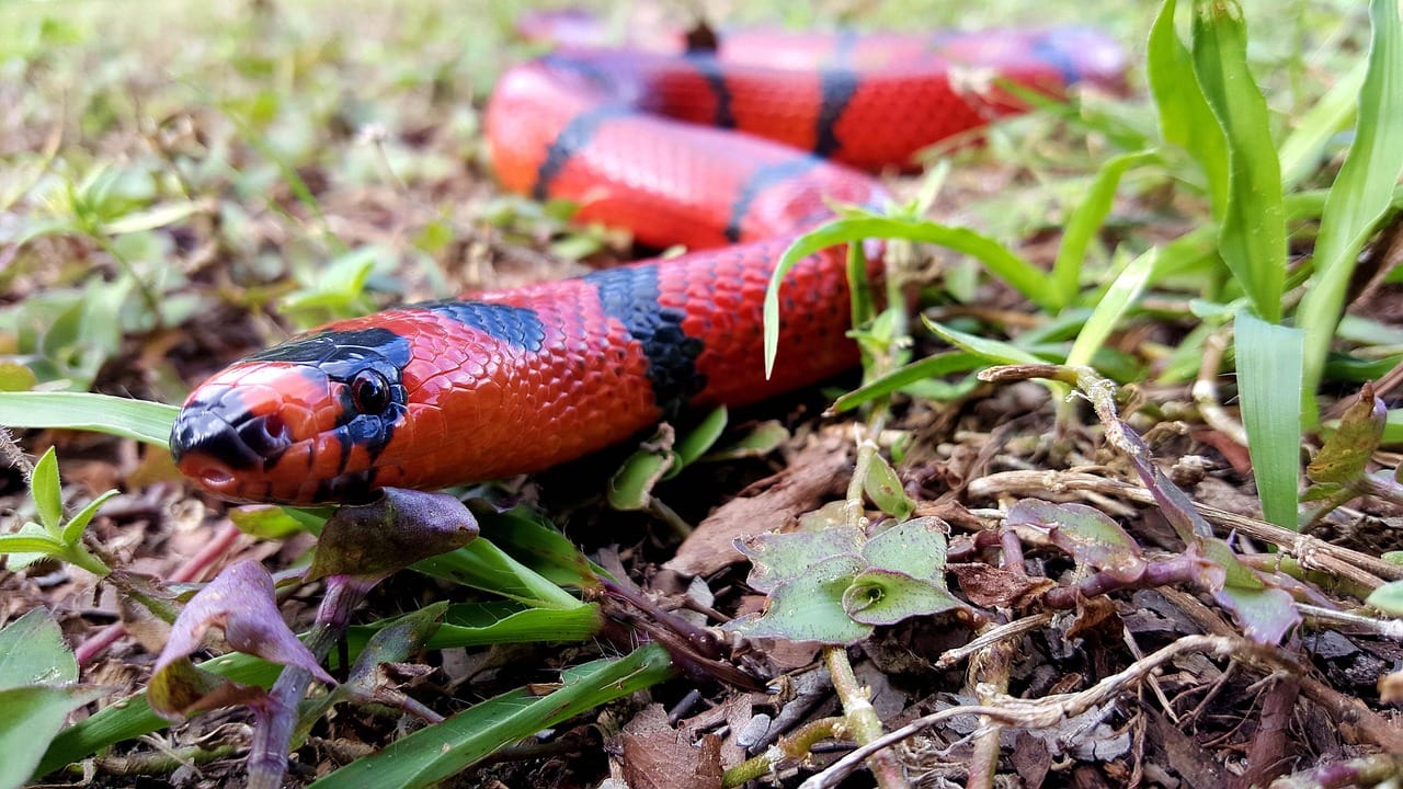 milk snake