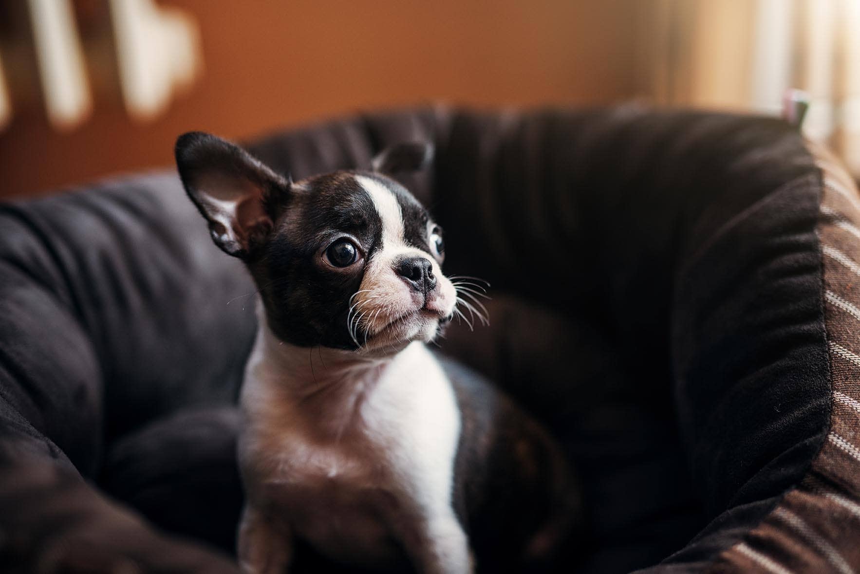 mini Boston terrier