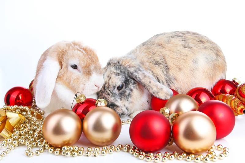 mini french lop rabbits with red and gold christmas ornaments