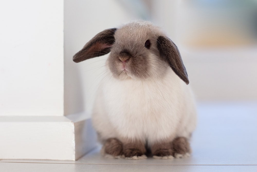 mini lop rabbit at home
