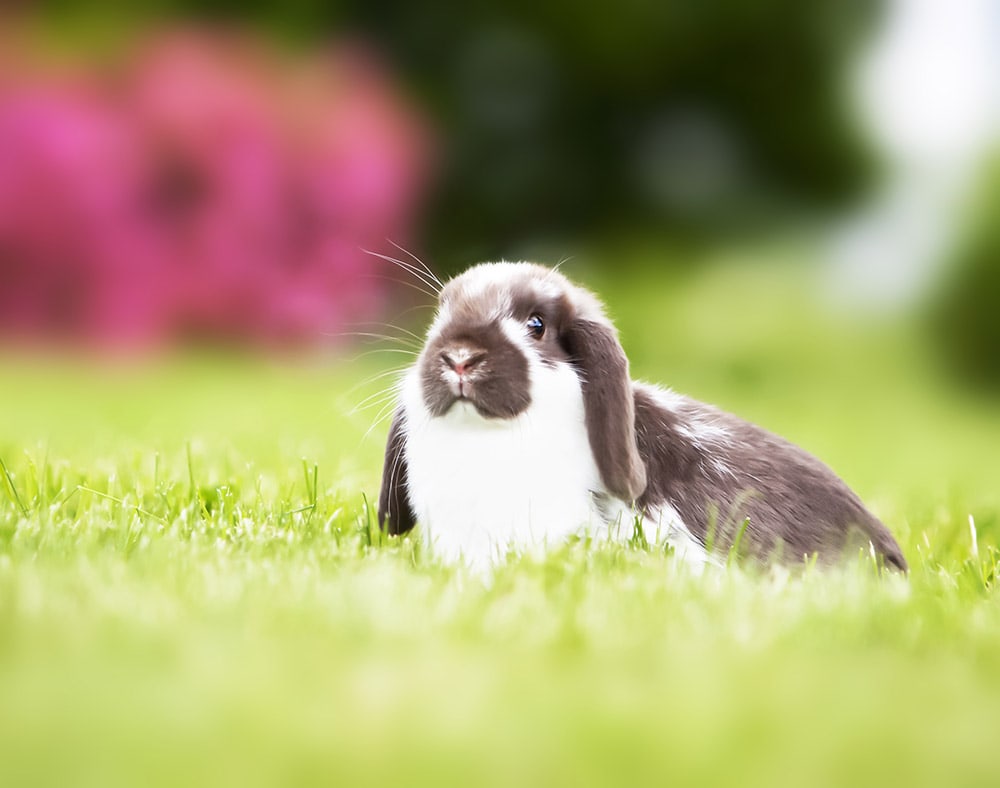 Mini lop rabbit on the grass