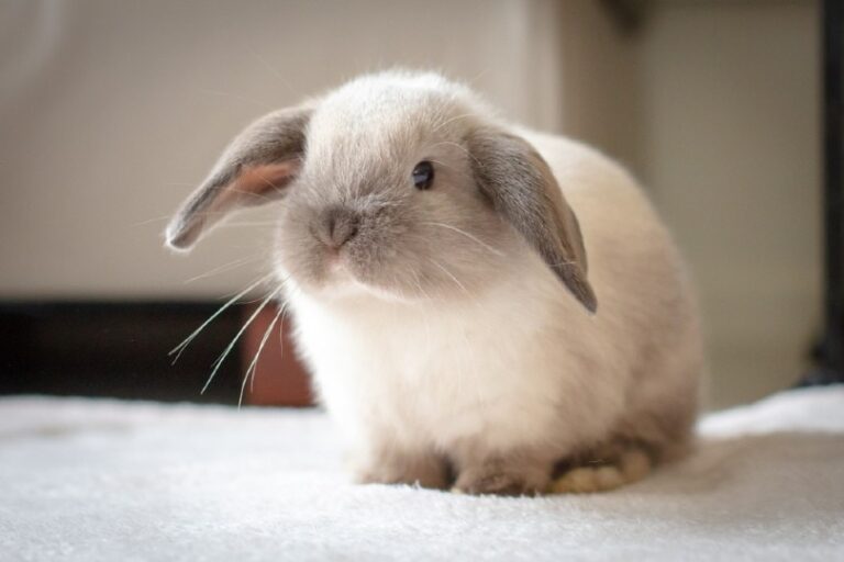 Pouting Rabbit Why Do Rabbits Grunt? 11 Possible Reasons (Vet-Reviewed) | The Vet Desk