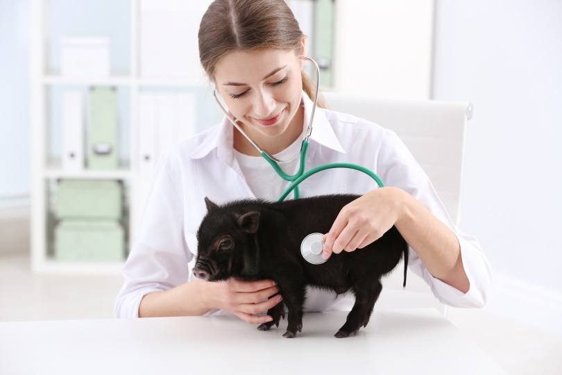 mini pig and vet