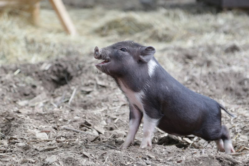 mini pig in a farm