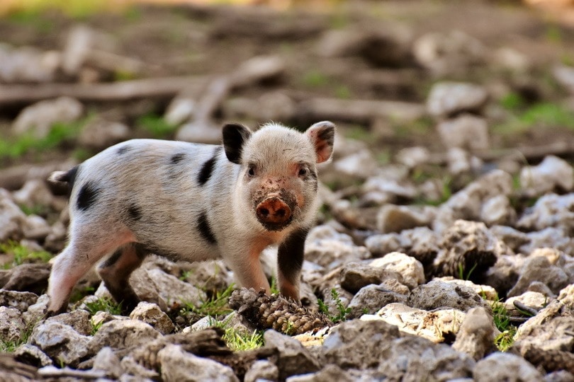 mini pig on rocks_Alexas_Fotos_Pixabay