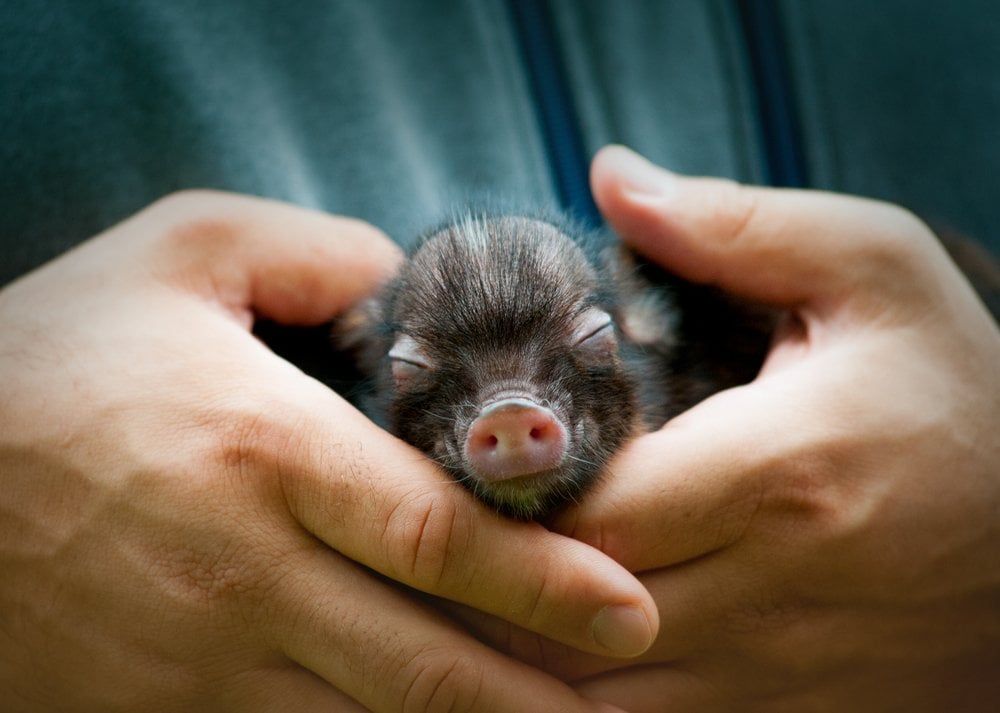 mini-pig-sleeping-in-human-hand