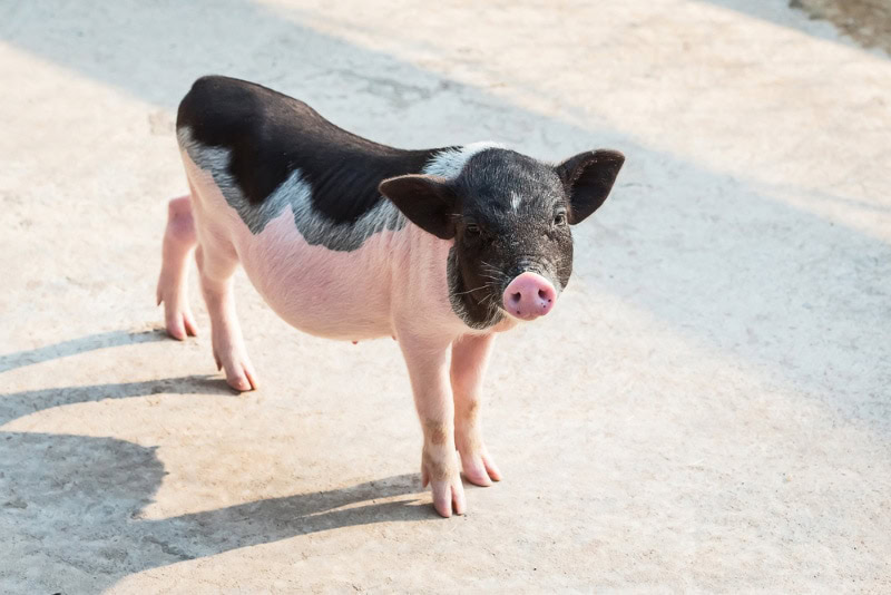 mini pig standing on the road