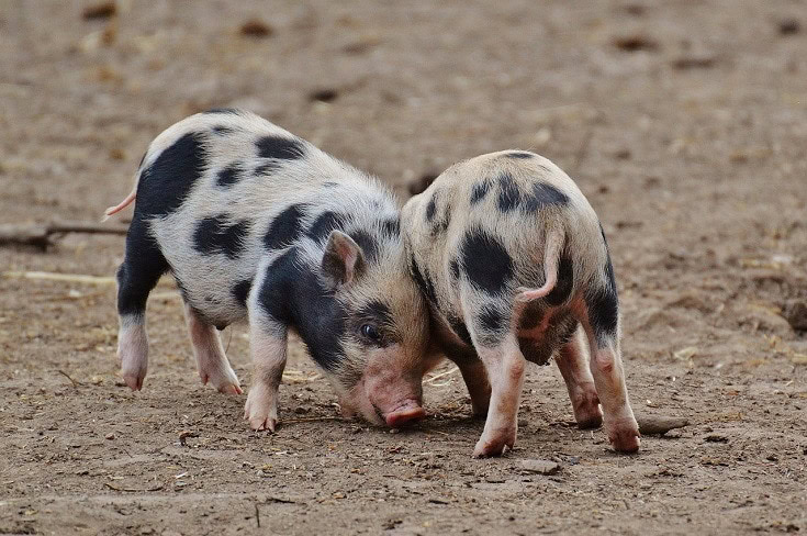 mini pigs