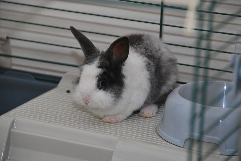 mini rex rabbit in a cage