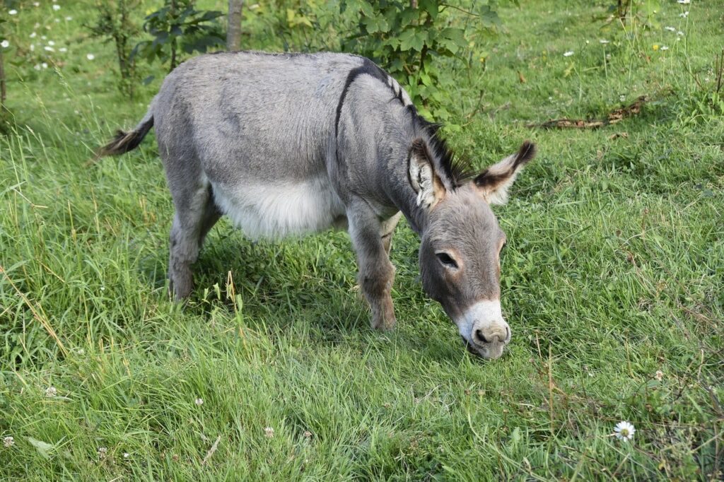 miniature donkey