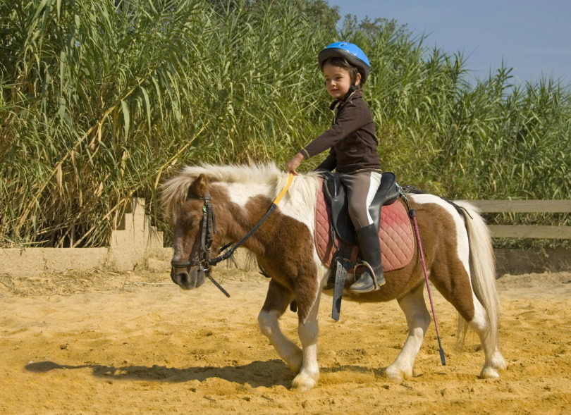 miniature horse riding_cynoclub_Shutterstock