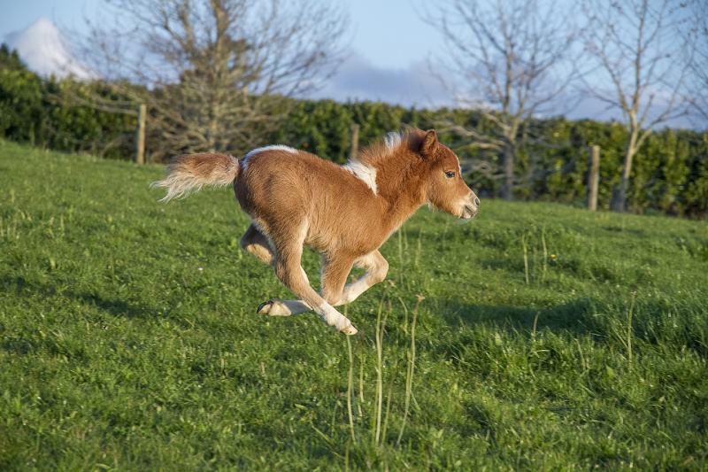 miniature horse running outdoors